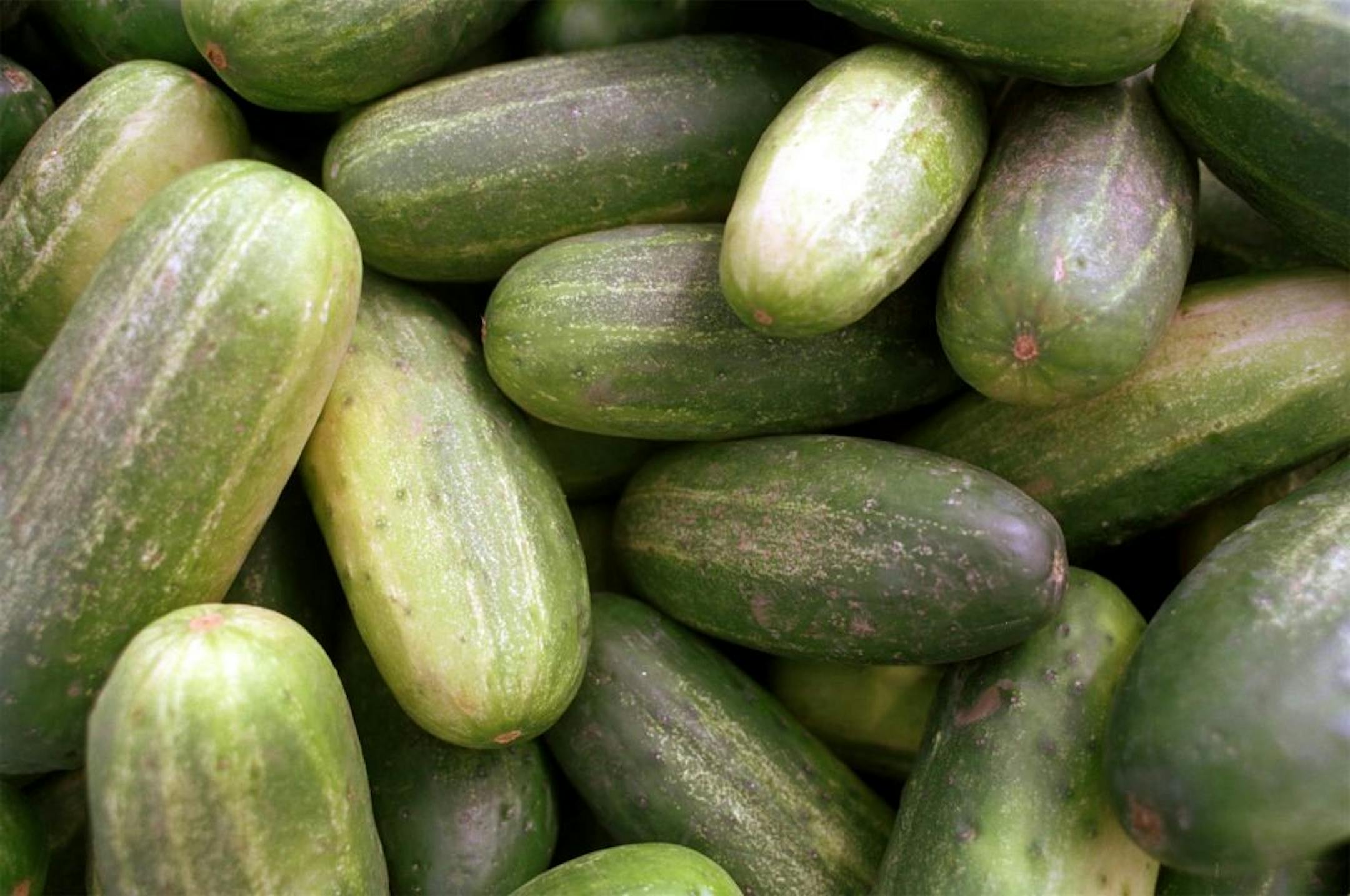 Pickling cucumbers