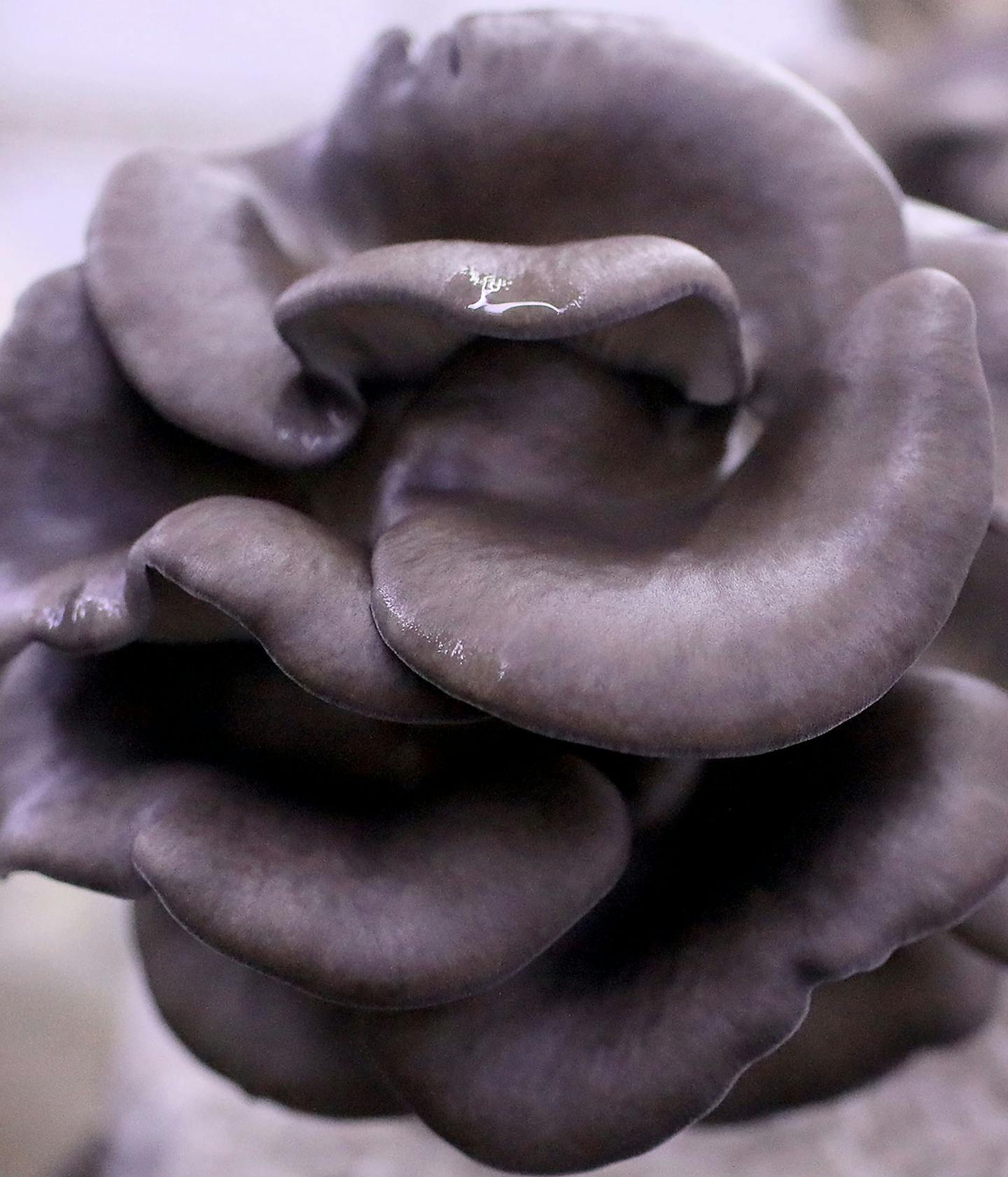 Oyster mushrooms grow from a colonized bag in a grow space Thursday, March 7, 2019, in Minneapolis, MN.] DAVID JOLES &#x2022;david.joles@startribune.com In the middle of the Upper Harbor Terminal site lies a small agricultural business called Mississippi Mushrooms, which grows and sells edible mushrooms from inside an aging warehouse. The future of the farm, however, is in question because of the plan to redevelop the riverfront site. The owner hopes the developers can keep the warehouse and reh