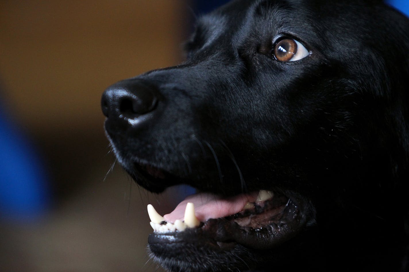 Sarah Breidenbach has her service dog, Moxie, to help her control and keep track of her diabetes at her home in St. Paul, Minn., on Friday, July 5, 2013. ] (ANNA REED/STAR TRIBUNE) anna.reed@startribune.com (cq)