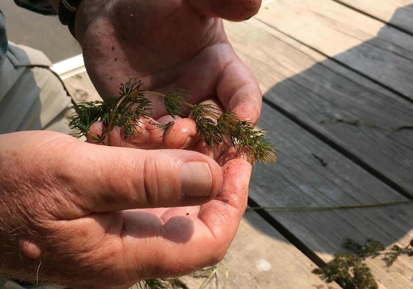 Richards identified coontail, a native species sometimes confused with watermilfoil, while surveying Crystal Lake.