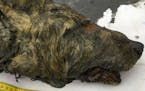 In this Sept. 6, 2018, photo, the head of an Ice Age wolf is seen after it was found during an expedition of the Mammoth Fauna Study Department at the