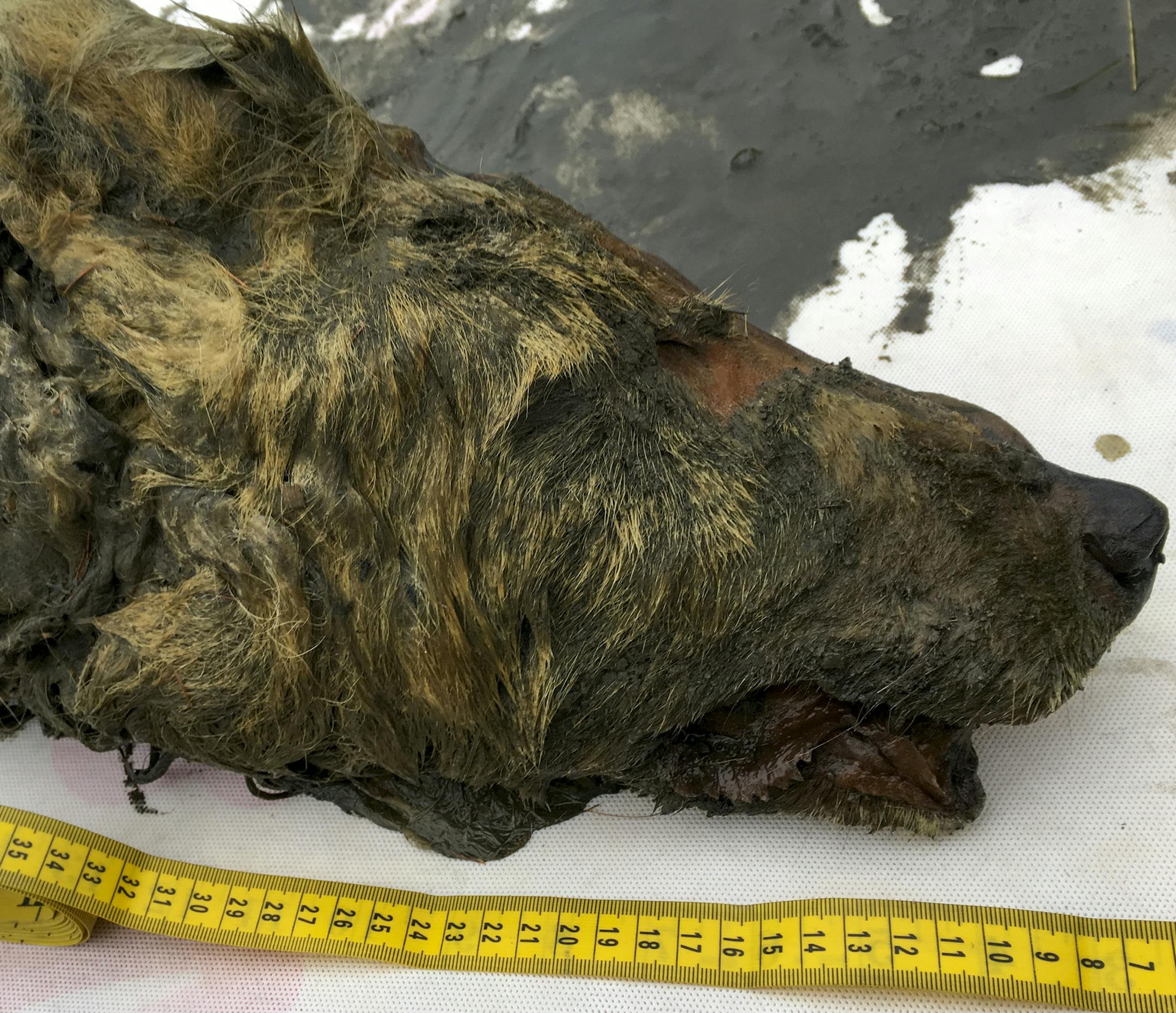 In this Sept. 6, 2018, photo, the head of an Ice Age wolf is seen after it was found during an expedition of the Mammoth Fauna Study Department at the Academy of Sciences of Yakutia near Belaya Gora, Abyysky region of Sakha Republic, Russia. Experts believe the wolf roamed the earth about 40,000 years ago, but thanks to Siberia's frozen permafrost its brain, fur, tissues and even its tongue have been perfectly preserved, as scientific investigations are underway after it was found in August 2018