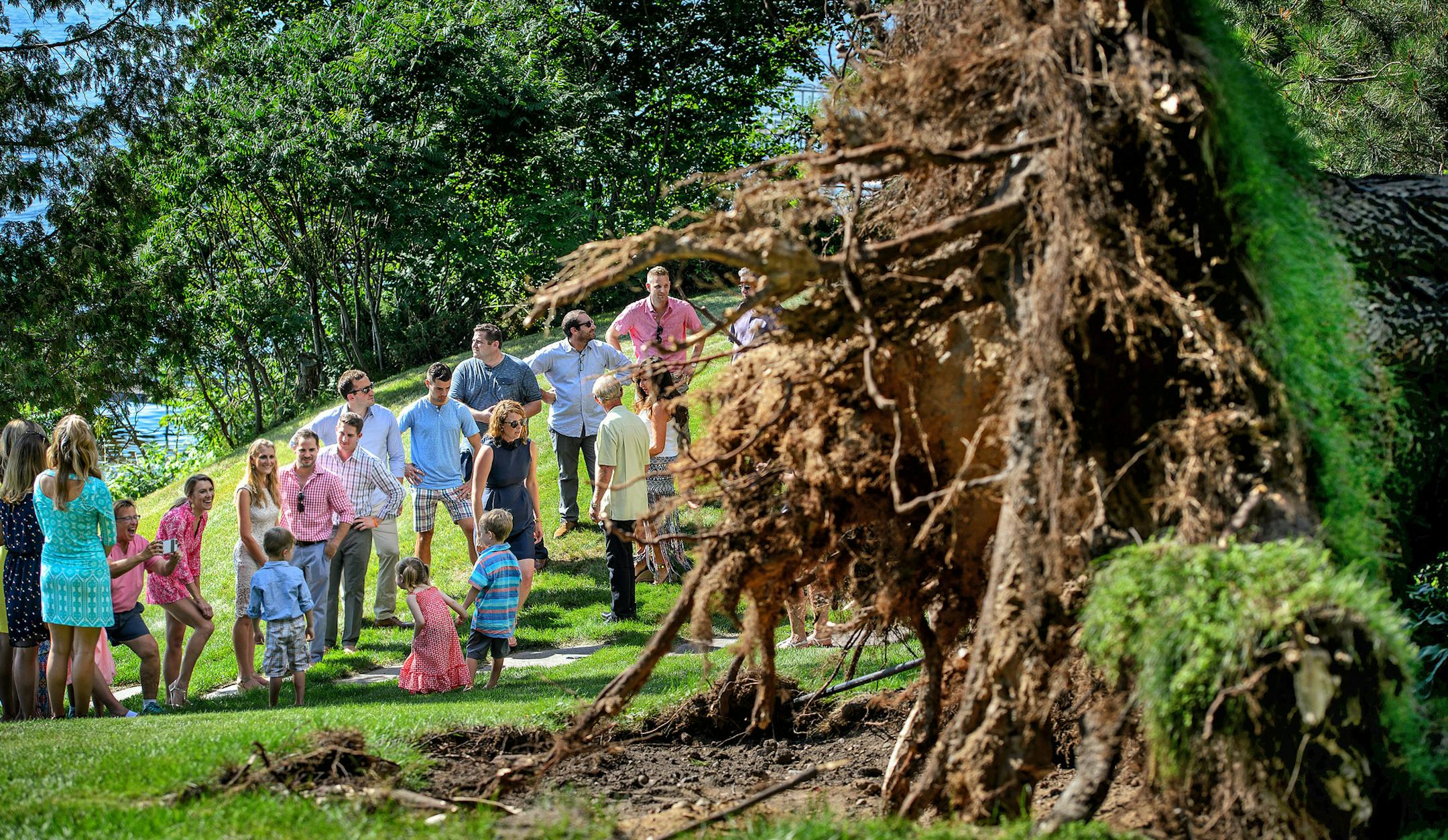 A giant silver maple that fell last week in Nisswa, Minn., provided an unexpected backdrop for photos at Brianna Sucik and Kevin Relf's wedding rehearsal.