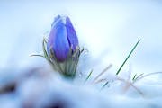 One of the first flowers to emerge in spring are the Pasque Flowers. With their fuzzy winter coats to protect them from late spring snow and ice. This