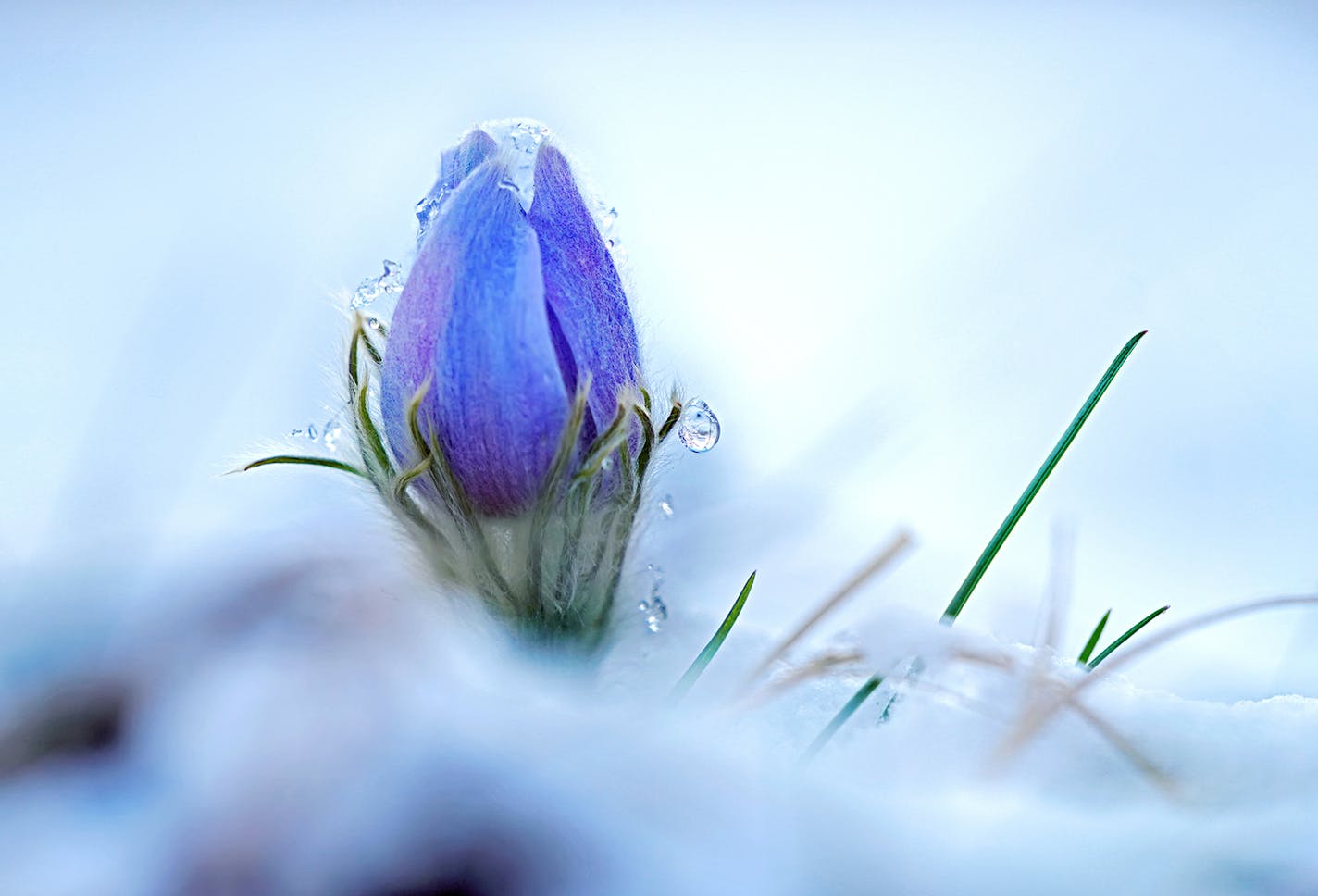 One of the first flowers to emerge in spring are the Pasque Flowers. With their fuzzy winter coats to protect them from late spring snow and ice. This Pasque Flower reaches for the warming sun, emerging through the fresh Easter snowfall at Central Park in Bloomington.