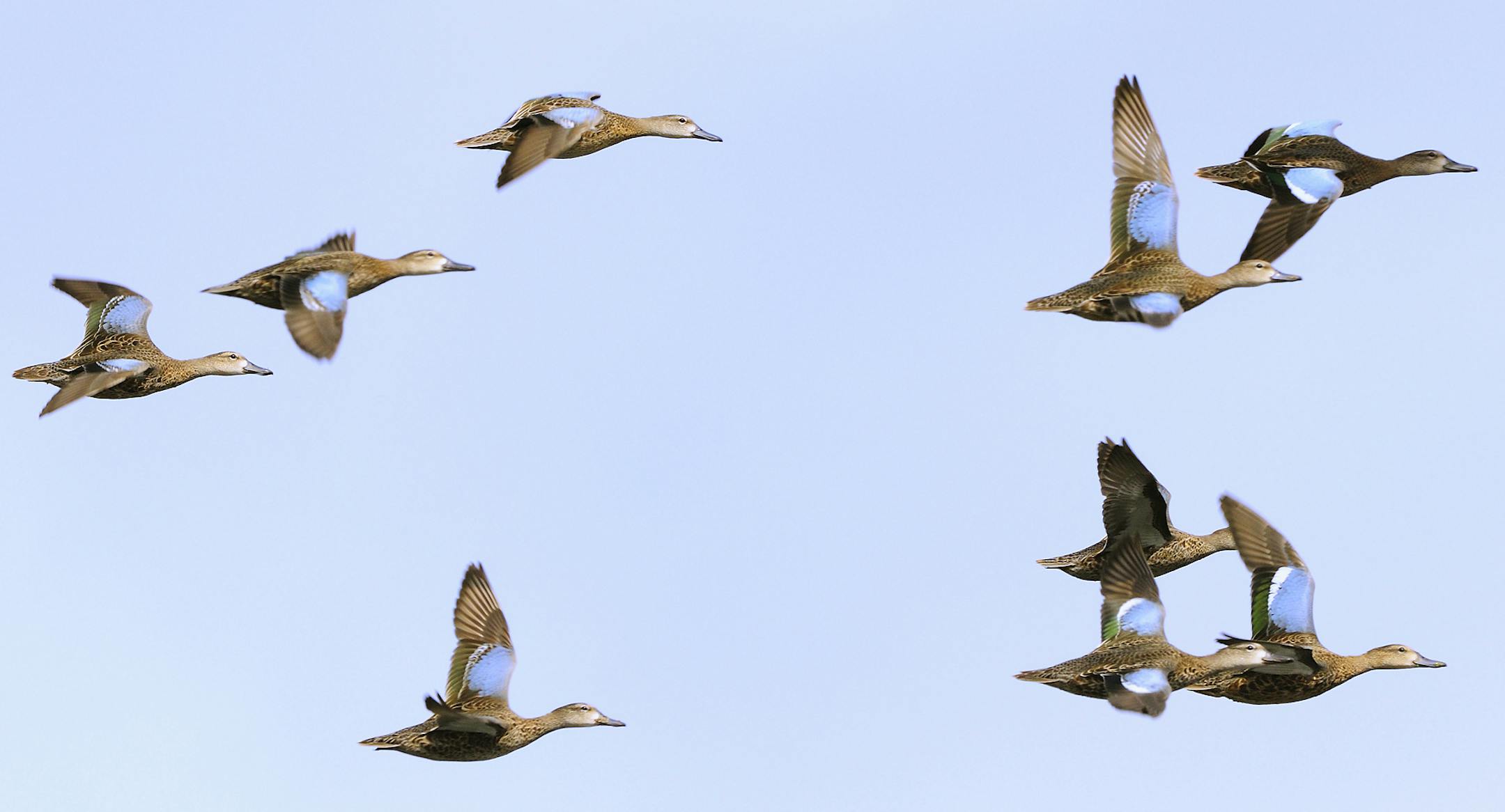 A flock of blue-winged teal.