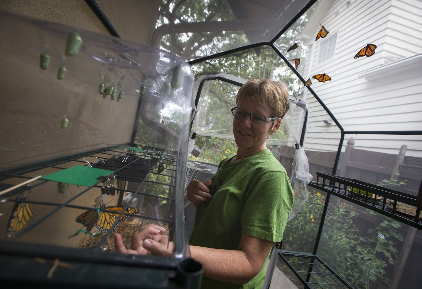 Fiona Lennox tended to her recently hatched butterflies in a little netted tent she has at her house. When they are a day old and their wings have dried out, she releases them.