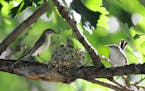 Gnatcatchers choose viewable site for nest in Sherburne NWR