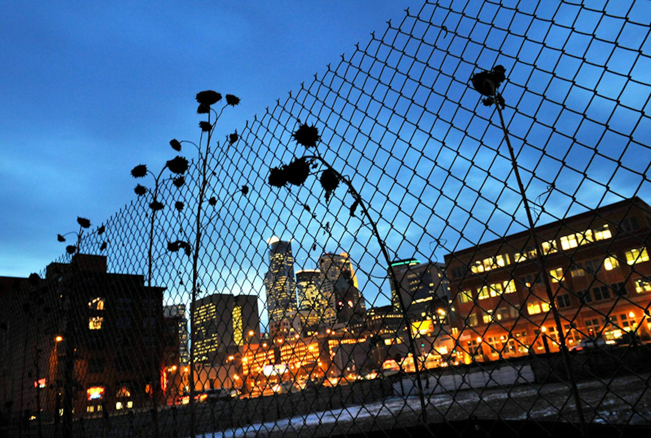 GLEN STUBBE \u2022 gstubbe@startribune.com -- Tuesday, December 2, 2008 -- Minneapolis, Minn. ] Dead sunflowers line the fence separating Park Avenue Lofts from the empty pit in the Mills District of Minneapolis. The future of this prime building site is uncertain because of the tight credit market. Village Green purchased the property eight months ago from the cancelled The Portland which died after poor condo sales.