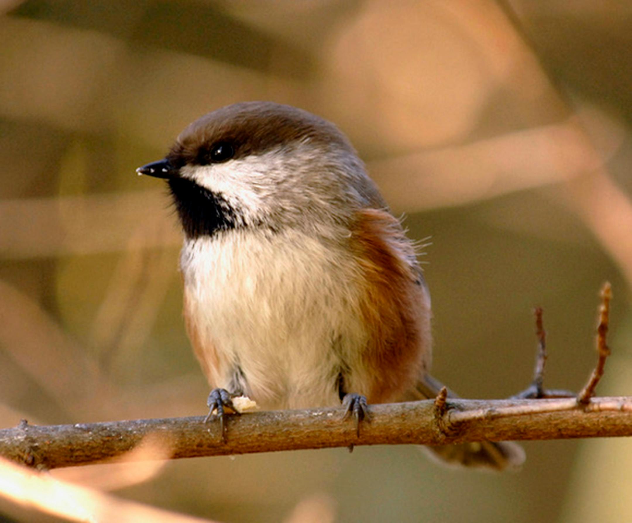 A boreal chickadee perched on a twig.