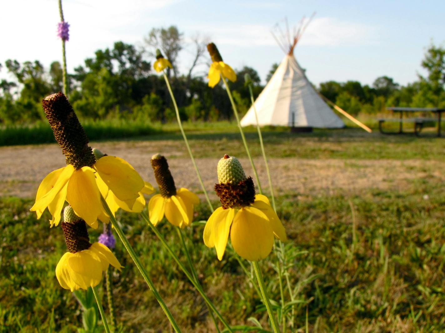 PHOTO BY LISA MEYERS McCLINTICK Wildflowers bloom around the tipis on the prairie at Upper Sioux Agency State Park.