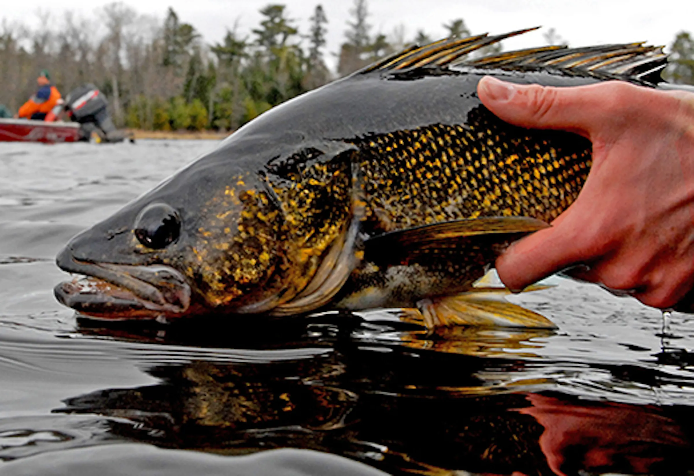 Mille Lacs walleye reproduction is topic for upcoming public meetings