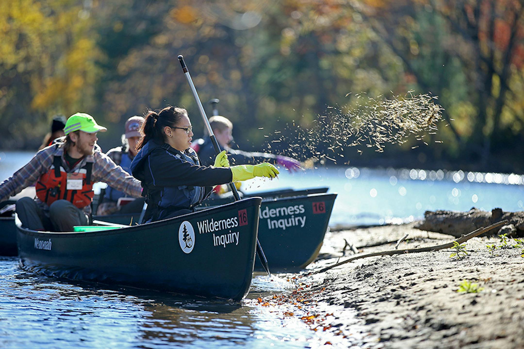 Leann Eagle Tail throws wild rice seeds onto a spot along the Rum River, Tuesday, October 13, 2015 near Cambridge, MN. Eagle Tail joined other classmates from Takoda Prep and guides from Wilderness Inquiry, Green River Greening and Isanti County, to seed along the Rum River at Becklin Homestead Park. The Rum River was a wild rice haven until changed water chemistry wiped it out. Now the water quality is back and the kids are helped to plant for the day.