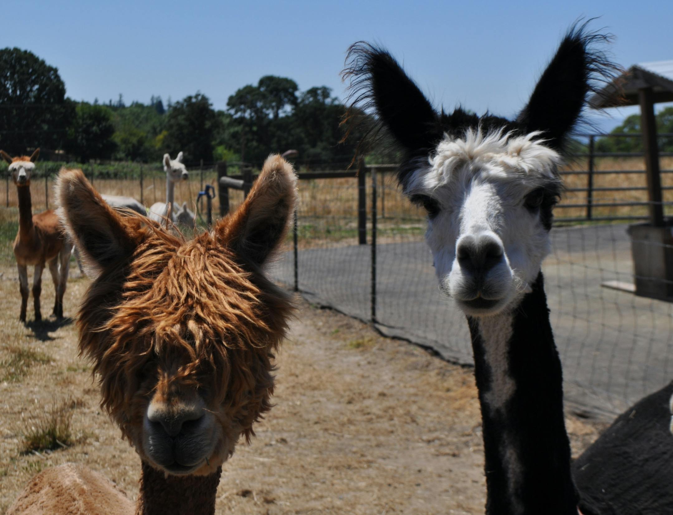 Two Alpacas from the Wings & A Prayer Alpaca Ranch in Oregon. (photo credit: © NGC / Samara Milstein)