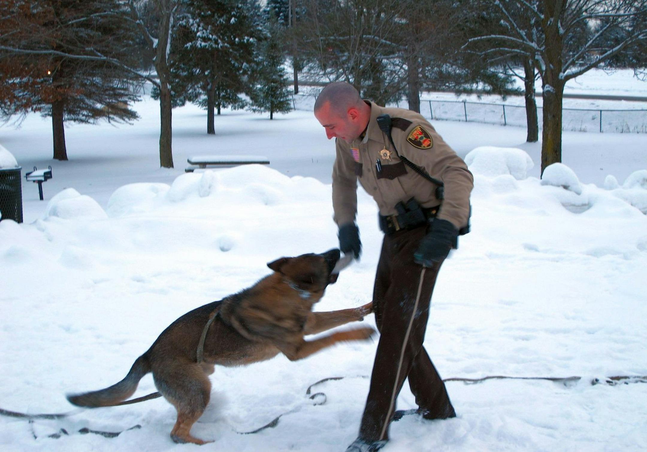 K9 deputy Joel Legut works with his German shepherd, Zeke, while on patrol in northern Washington County last week. Zeke, trained to detect human scent, found a handgun, a shotgun shell, an identification card and a key that Legut threw in the snow.