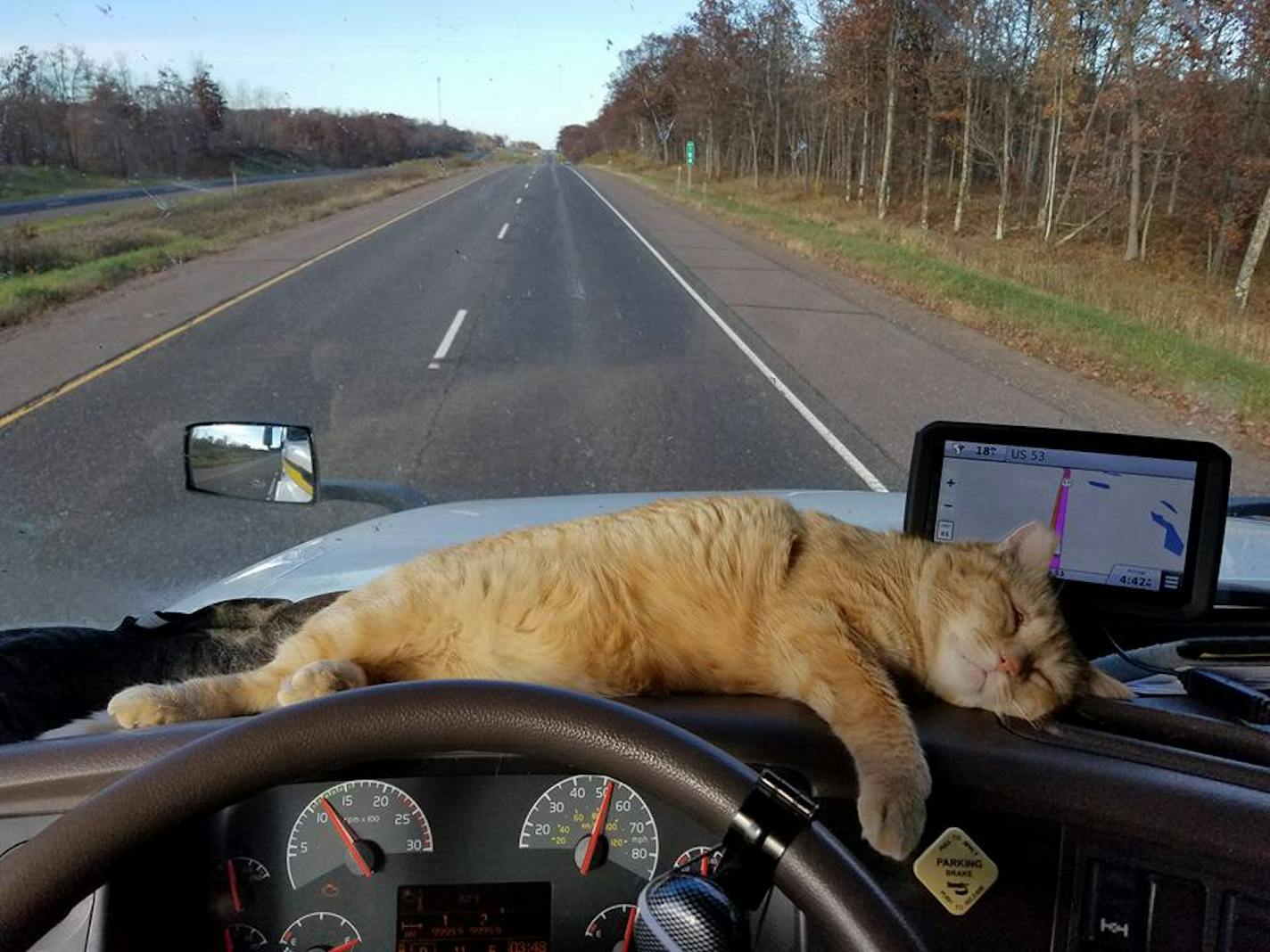 Percy takes a cat nap on the dash of his owner's semi.