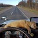 Percy takes a cat nap on the dash of his owner's semi.