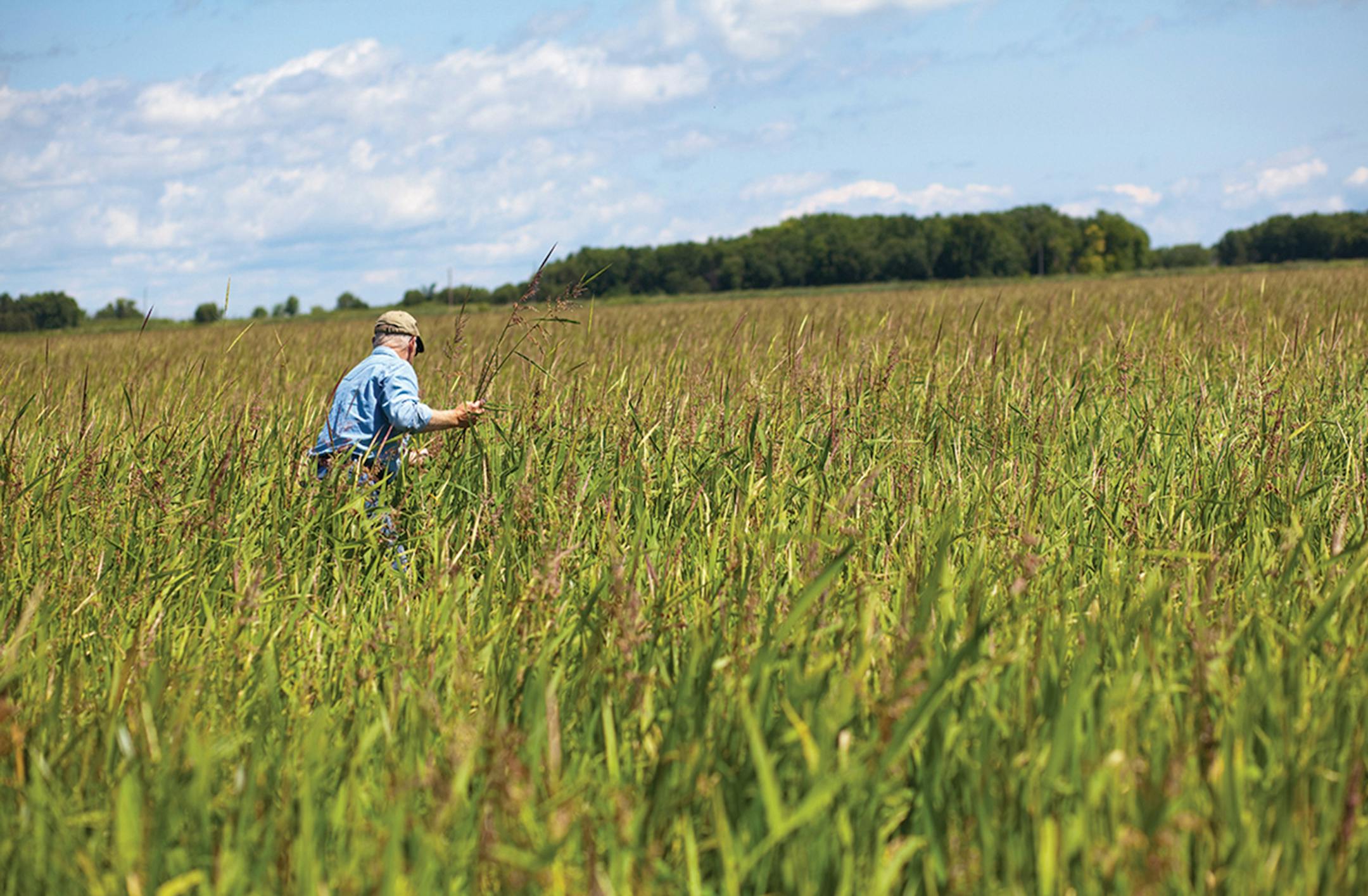 Molly M. Peterson Wild rice fields at Red Lake Foods, from &#xec;Growing Tomorrow: A Farm-to-Table Journey in Photos and Recipes &#xf3; Behind the Scenes with 18 Extraordinary Sustainable Farmers Who Are Changing the Way We Eat"