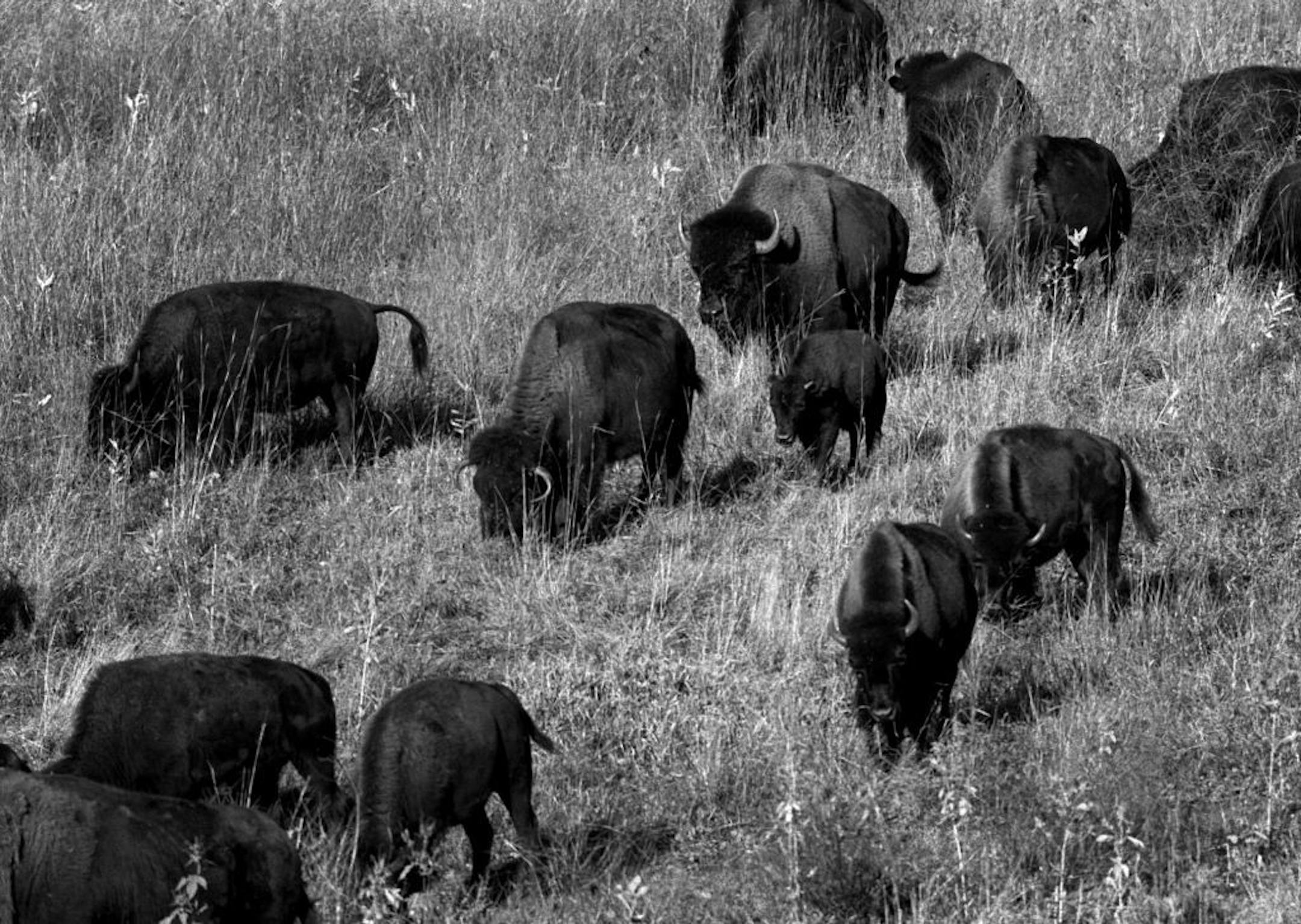 The bison herd at Blue Mounds State Park. File photo -- Sept. 15, 2000.