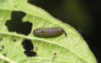 Viburnum leaf beetle larvae and damage.
