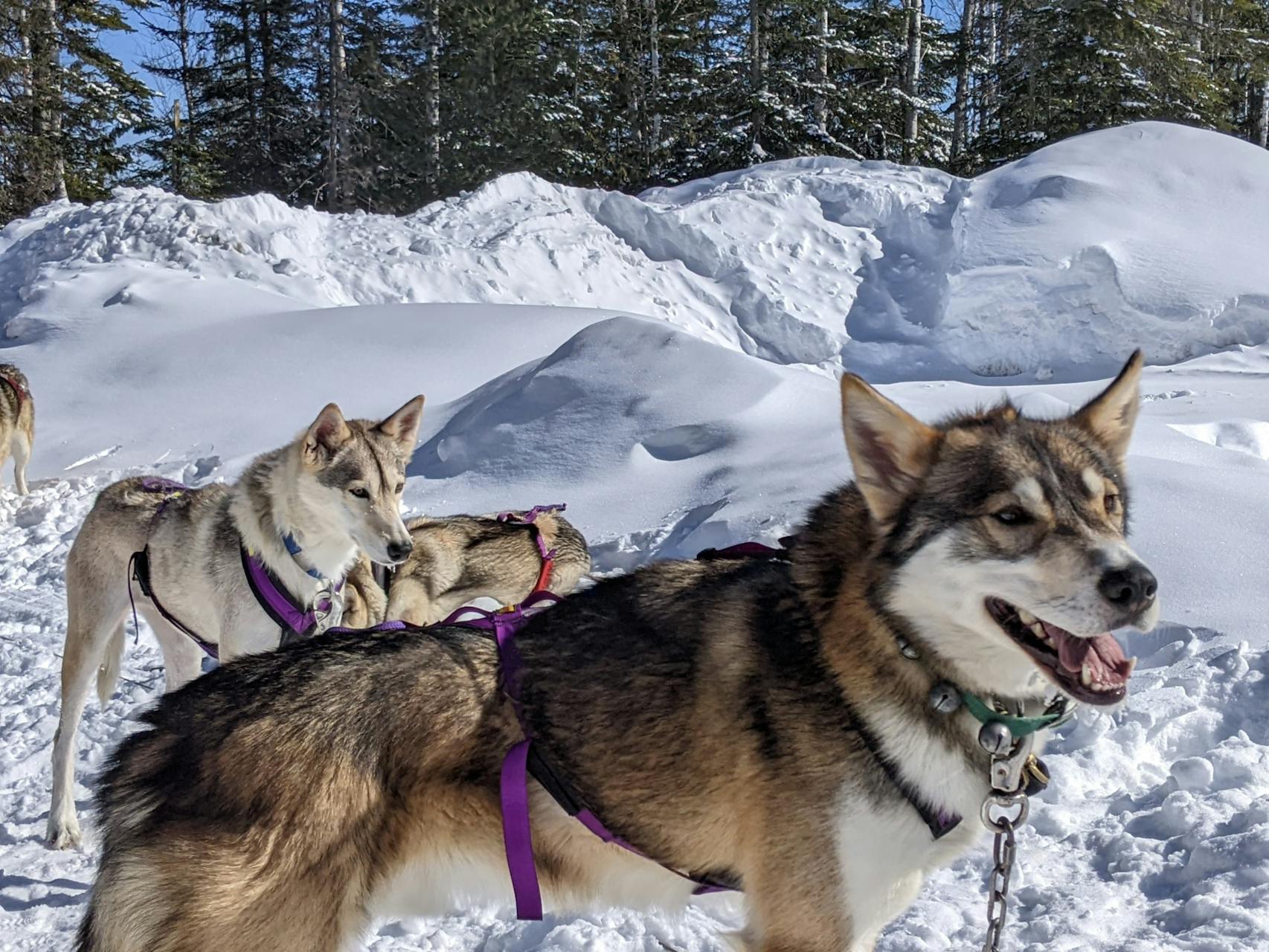 Dog sledding offers kids a unique wintertime thrill.