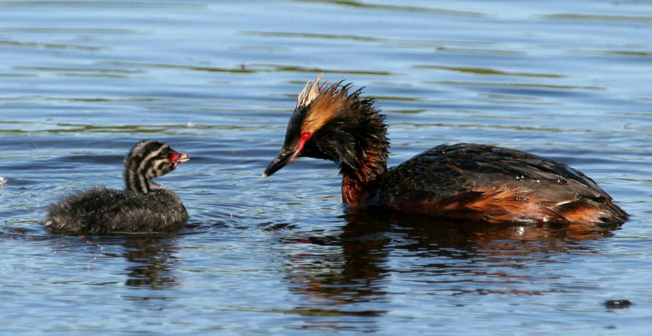 Horned grebe and a chick.