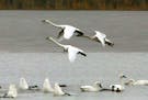 Tundra Swans are heading our way