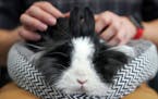 Nick TenBrink stroked the back of Haremione, a 2-year-old Lionhead.