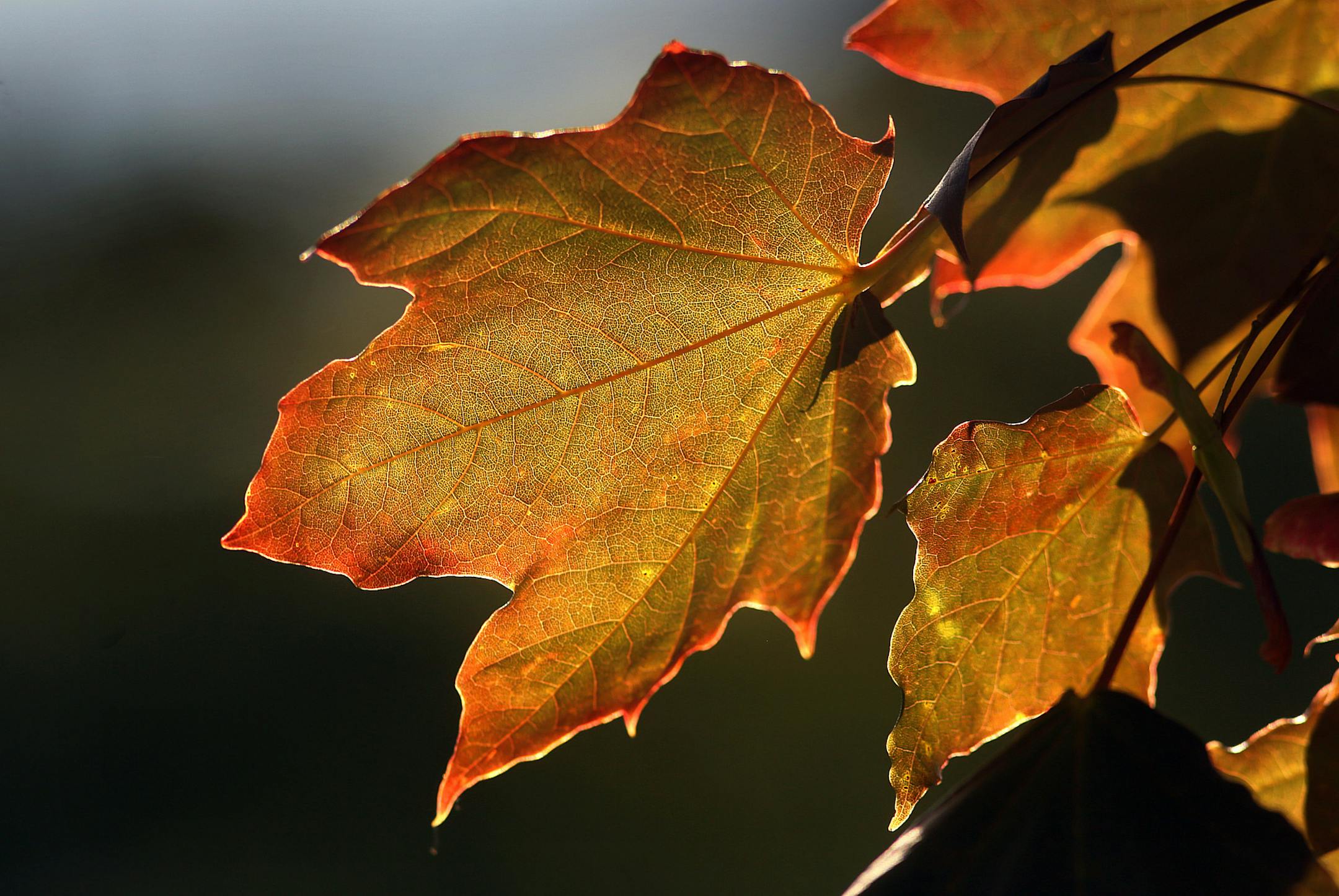 Some maple leaves along Summit Ave. near the Mississippi River in St. Paul are already beginning to change color. The leaves on some trees in the metro area are beginning to change color, not signaling an early end to summer, rather, more likely because the trees are stressed, perhaps from last year&#x201a;&#xc4;&#xf4;s drought according to experts. ] (JIM GEHRZ/STAR TRIBUNE) / August 9, 2013, St. Paul, MN ORG XMIT: MIN1308091222190454