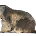 Much of the work of the woodchuck is beneficial to the greater wildlife community.