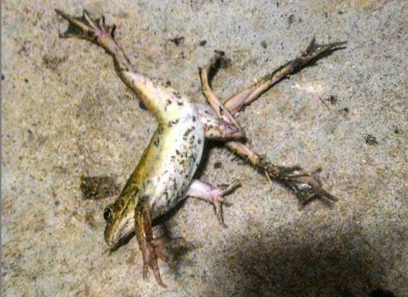 Photos taken by a former Park Board gardener show a six-legged frog, which she alleges were mutated following exposure to pesticides at Roberts Bird Sanctuary in 2017 and 2018. ORG XMIT: dZqw2P2ObzQ-qurKC9UL