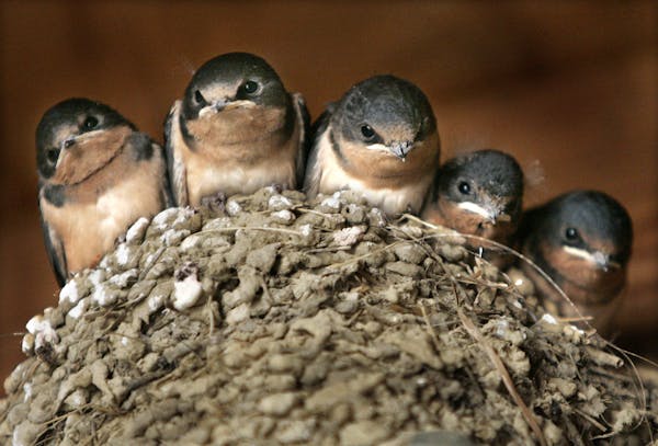 Five baby barn swallows peer out from their nest in the rafters of a horse barn in Chesterland, Ohio.
