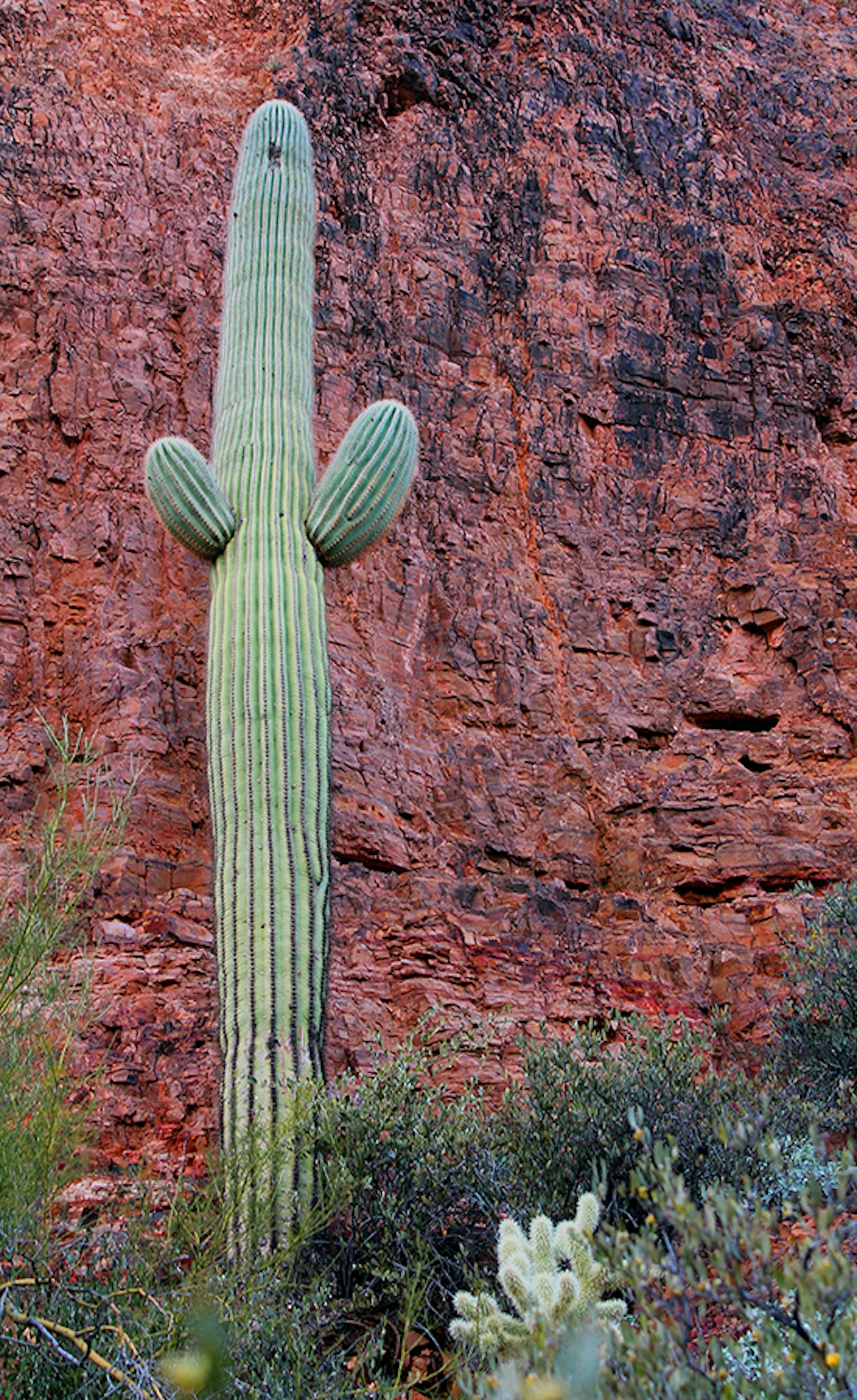 Harming a Saguaro is illegal in Arizona. This cactus grows high on a hill at the Tonto National Monument in Arizona. .