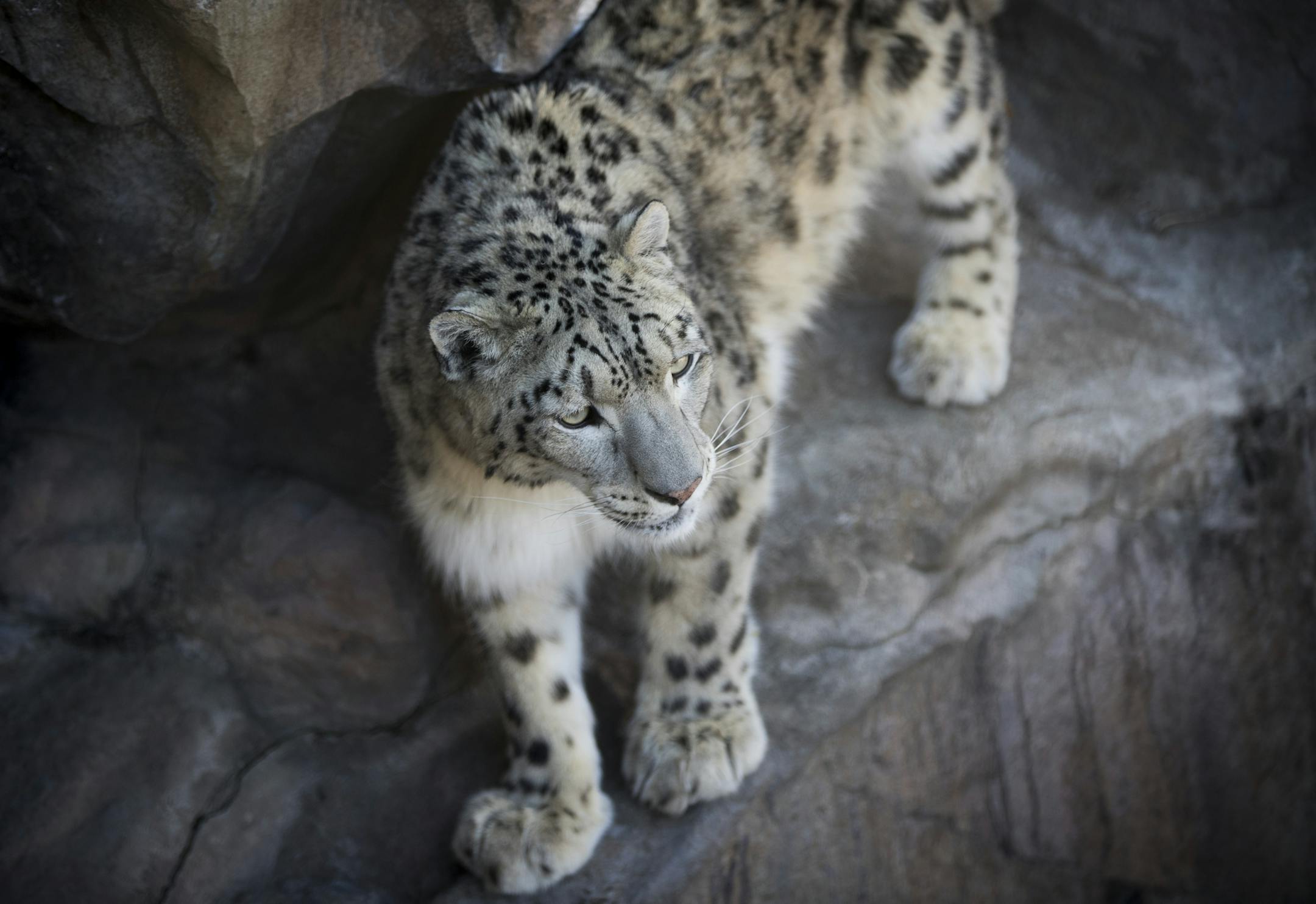 Moutig, a male snow leopard from Germany, in his zoo enclosure at the Como Zoo on Tuesday, March 21, 2017, in St. Paul, Minn. ] RENEE JONES SCHNEIDER ï renee.jones@startribune.com