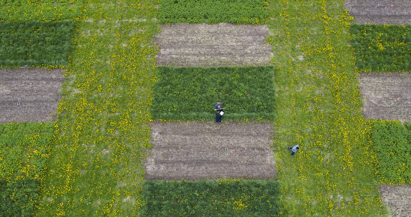 Under the leadership of U of M Research professor Jacob Jungers (right) (CQ) Bianka Fvzaro (Research Scholar from Brazil) and U of M Student Dayana Carvalho check the growth of Kernza grass (dark green) at a field at the U's St. Paul campus. ) As nitrates from intensive row cropping pollute the drinking water of more and more Minnesota towns, scientists at the U and a bipartisan handful of state lawmakers have a plan. They'd like to pay farmers to plant better crops on the land surrounding the w