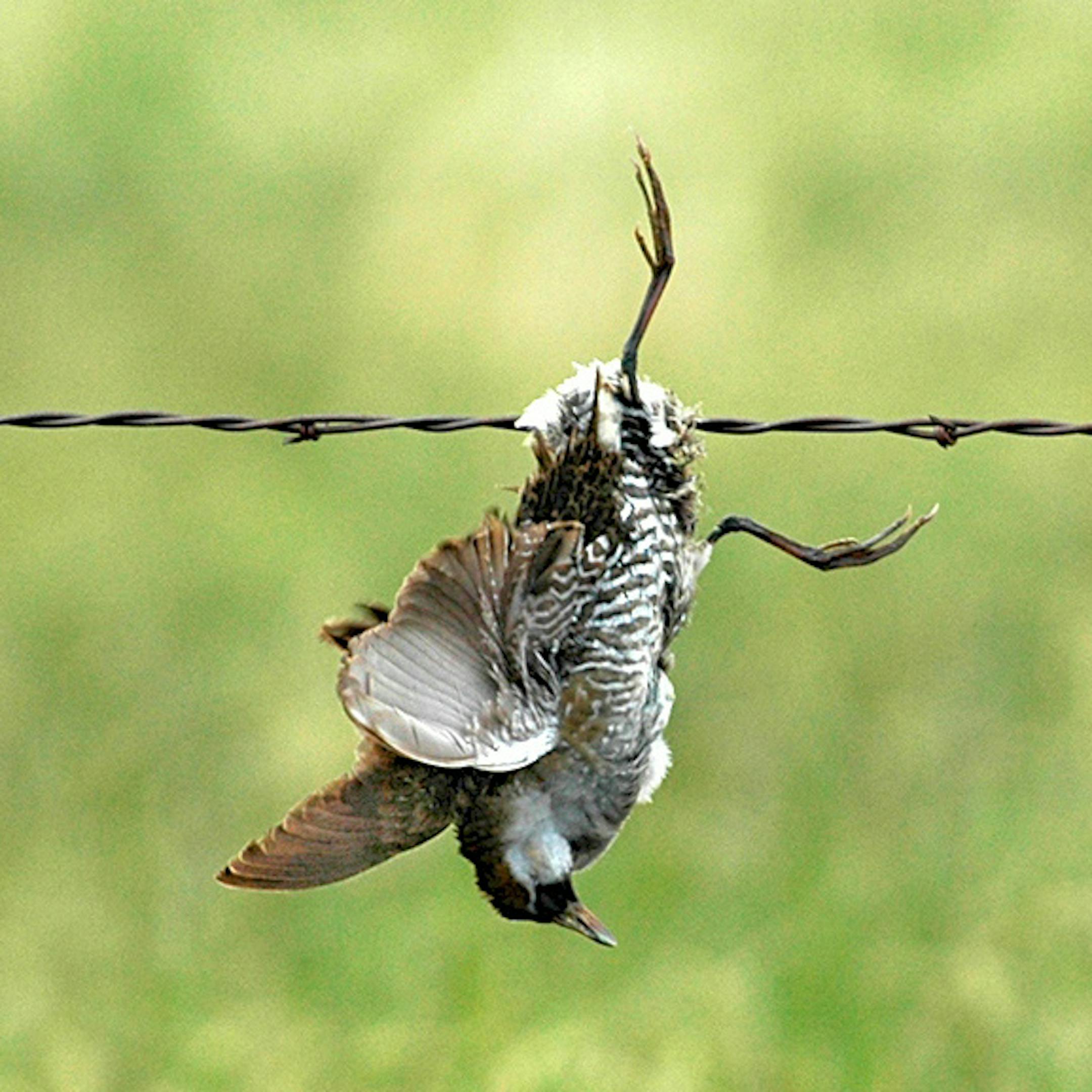 This sora met its death by barbed wire fence. credit: Jim Williams