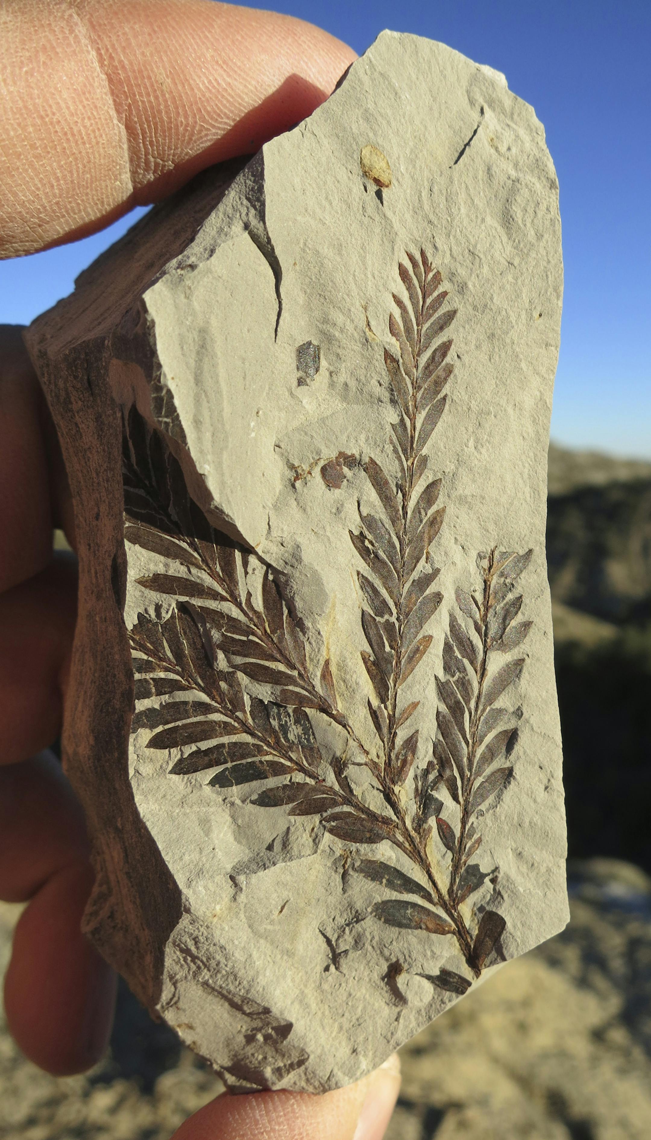 An undated handout photo of plant specimens collected in the Kaiparowits Plateau. The craggy Kaiparowits Plateau, part of the Grand Staircase-Escalante National Monument, was once a steamy forest and a stomping ground for odd beasts. (Denver Museum of Nature & Science via The New York Times) -- NO SALES; FOR EDITORIAL USE ONLY WITH STORY SLUGGED SCI DINOSAUR DISCOVERIES BY JENNIFER PINKOWSKI. ALL OTHER USE PROHIBITED.