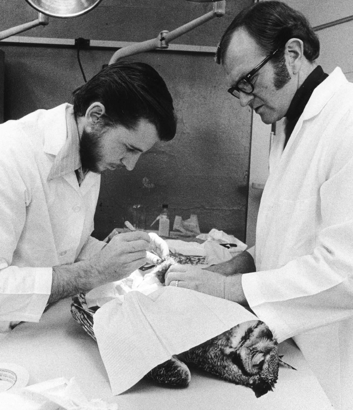 Drs. Pat Redig and Gary Duke, seen here performing surgery on an owl, founded the Raptor Research and Rehabilitation Center -- now the Raptor Center -- at the University of Minnesota College of Veterinary Medicine 40 years ago. Photo provided by the Raptor Center