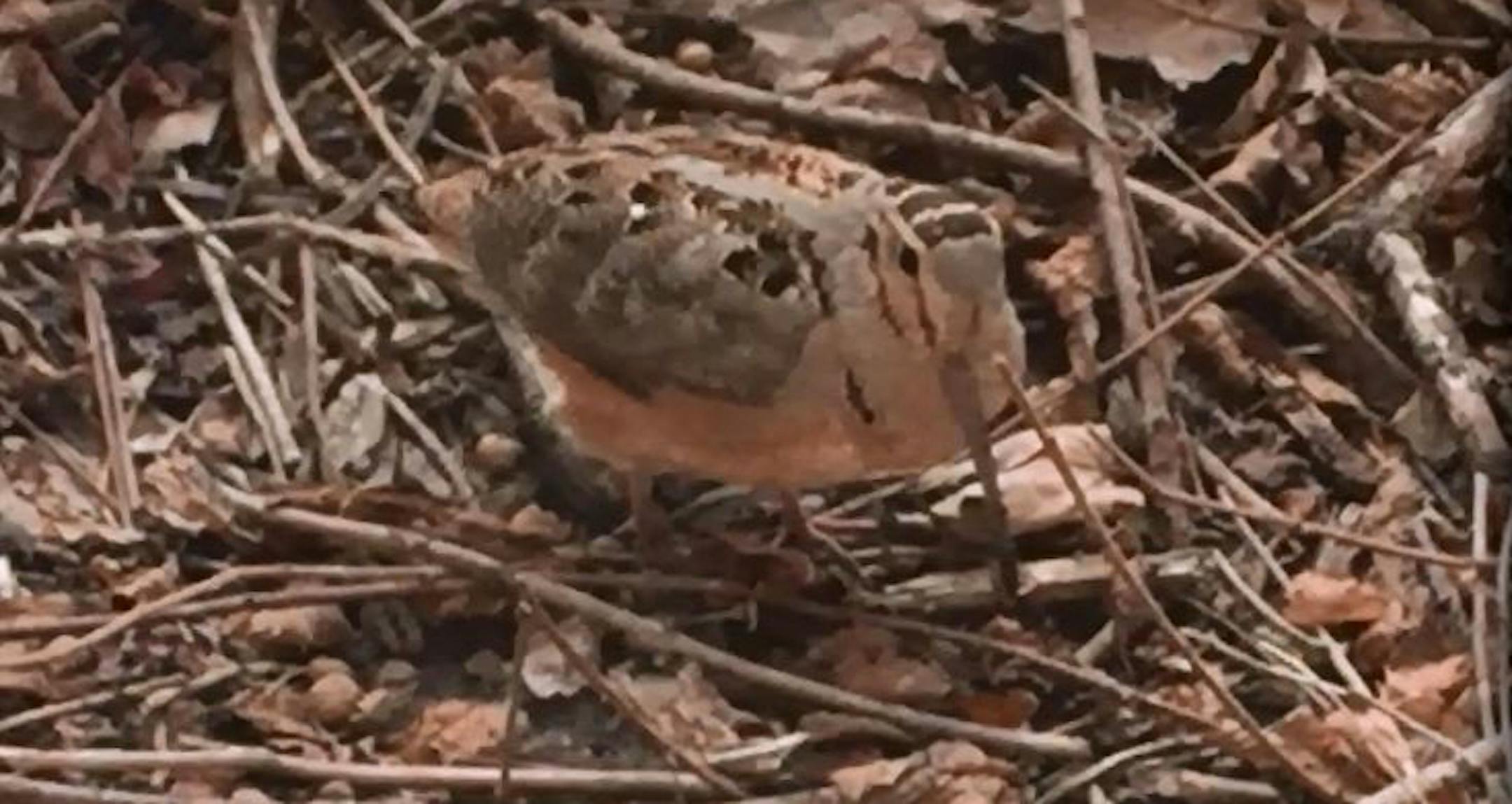 Martha Maguire of North Oaks took video of this woodcock outside her window.