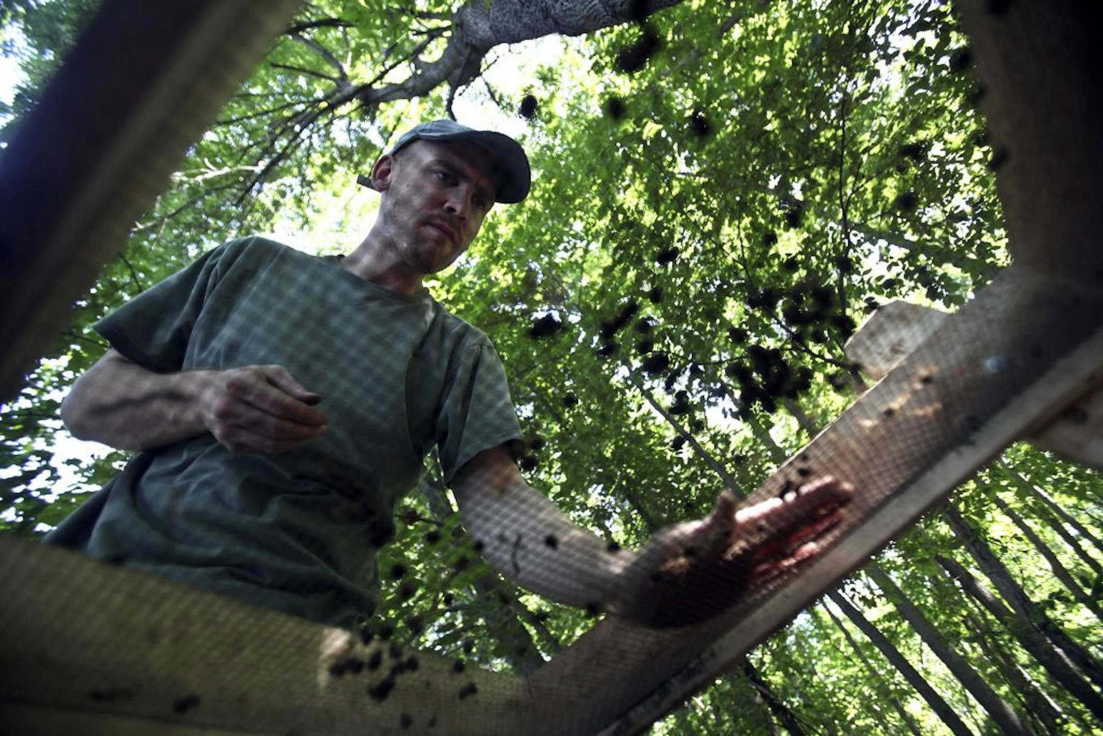 University of Minnesota anthropology student Gregory Reinert (cq)took a closer look at some of the unsifted material left on the screen at an archaeological dig along Spring Lake near Hastings , Minn., Tuesday, July 26, 2011.