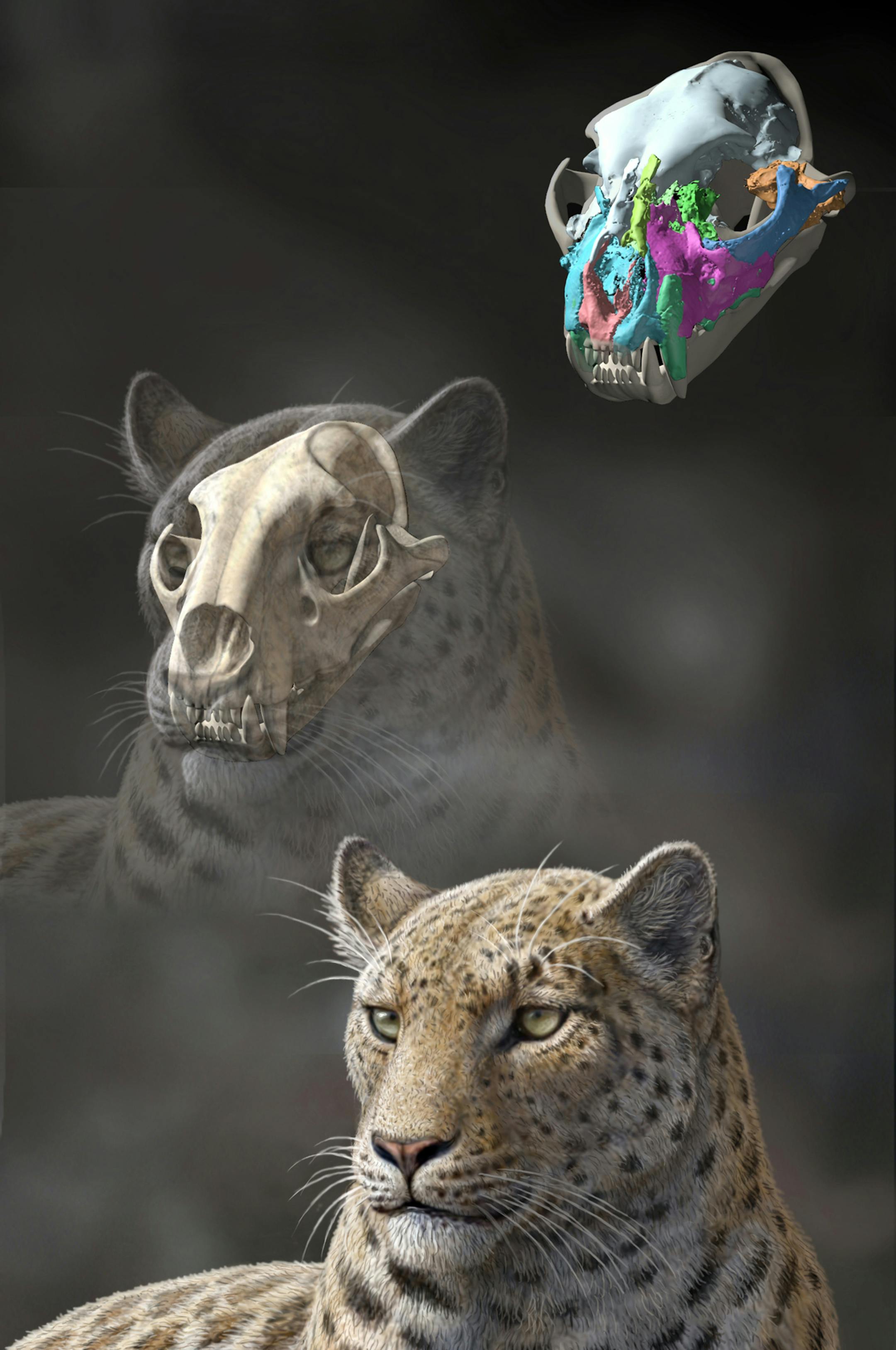 This artist rendering by Mauricio Anton of the Proceedings of the Royal Society B shows a reconstruction of an extinct big cat, Panthera blytheae, based on skull CT scan data. A team of researchers have discovered this oldest-yet big cat fossil, a 4.4 million-year-old skull. The research was published Wednesday, Nov. 13, 2013 by the Royal Society B: Biological Sciences. (AP Photo/Proceedings of the Royal Society B, Mauricio Anton)