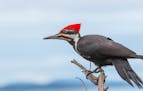 A pileated woodpecker stands on a branch looking for food.