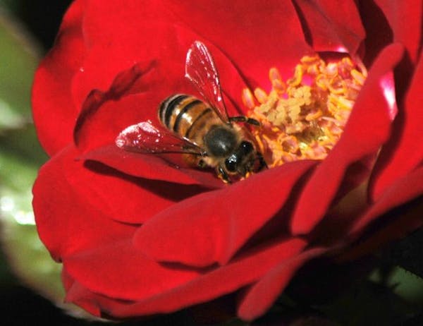 A bee pollinates one flower after another in a garden in Roswell, New Mexico Wednesday, May 5, 2010. Summer-like weather has made a return to the area
