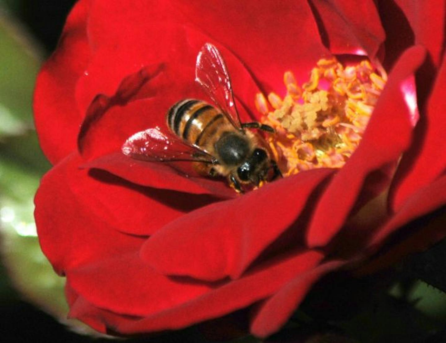 A bee pollinates one flower after another in a garden in Roswell, New Mexico Wednesday, May 5, 2010. Summer-like weather has made a return to the area with temperatures approaching the 90 degree mark.