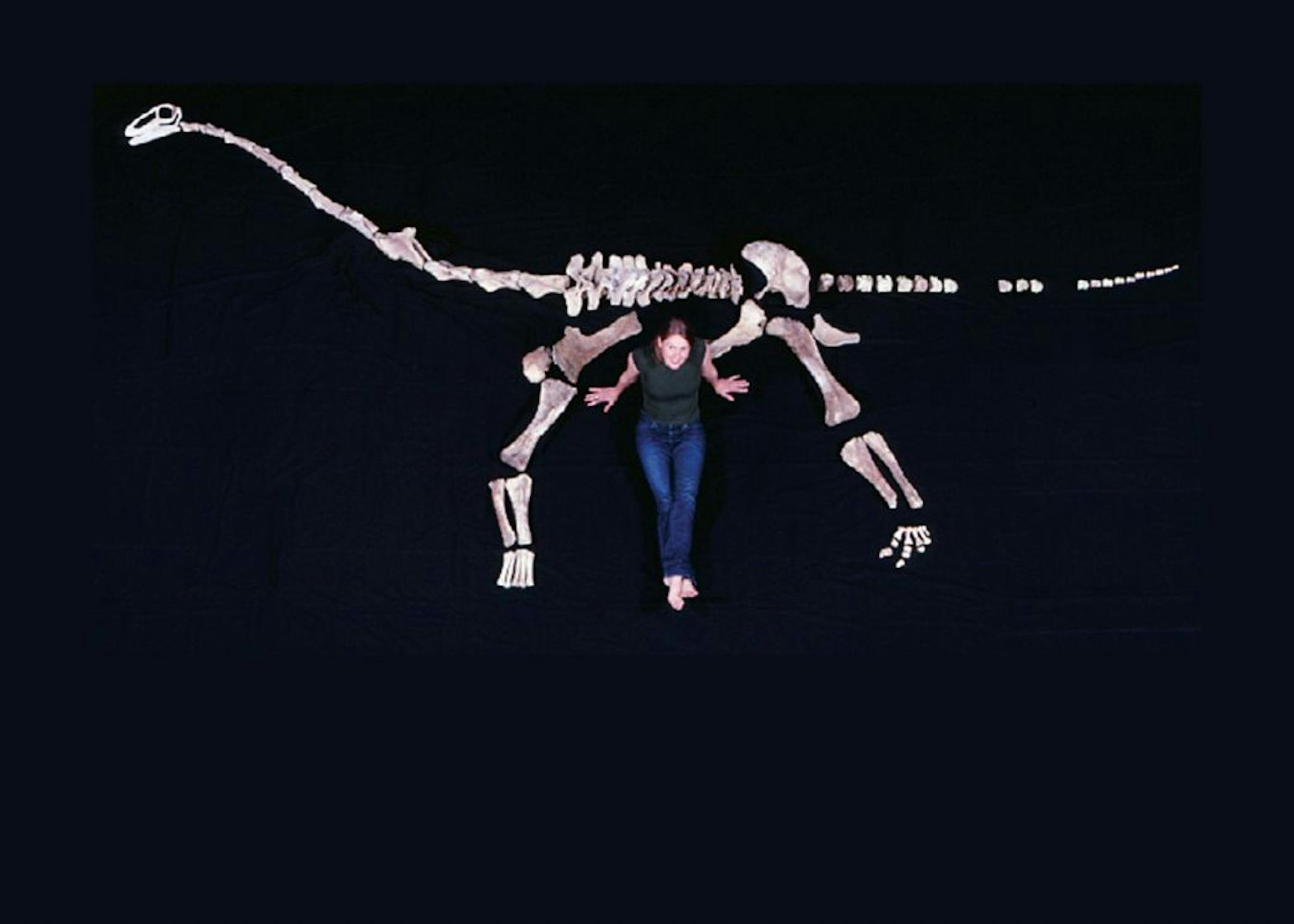 Kristi Curry Rogers found Rapetosaurus on Madagascar in 1998. She theorizes that the large, hollow bone found in adult Rapetosaurs may have been a reservoir of minerals the animals could draw on in lean times.