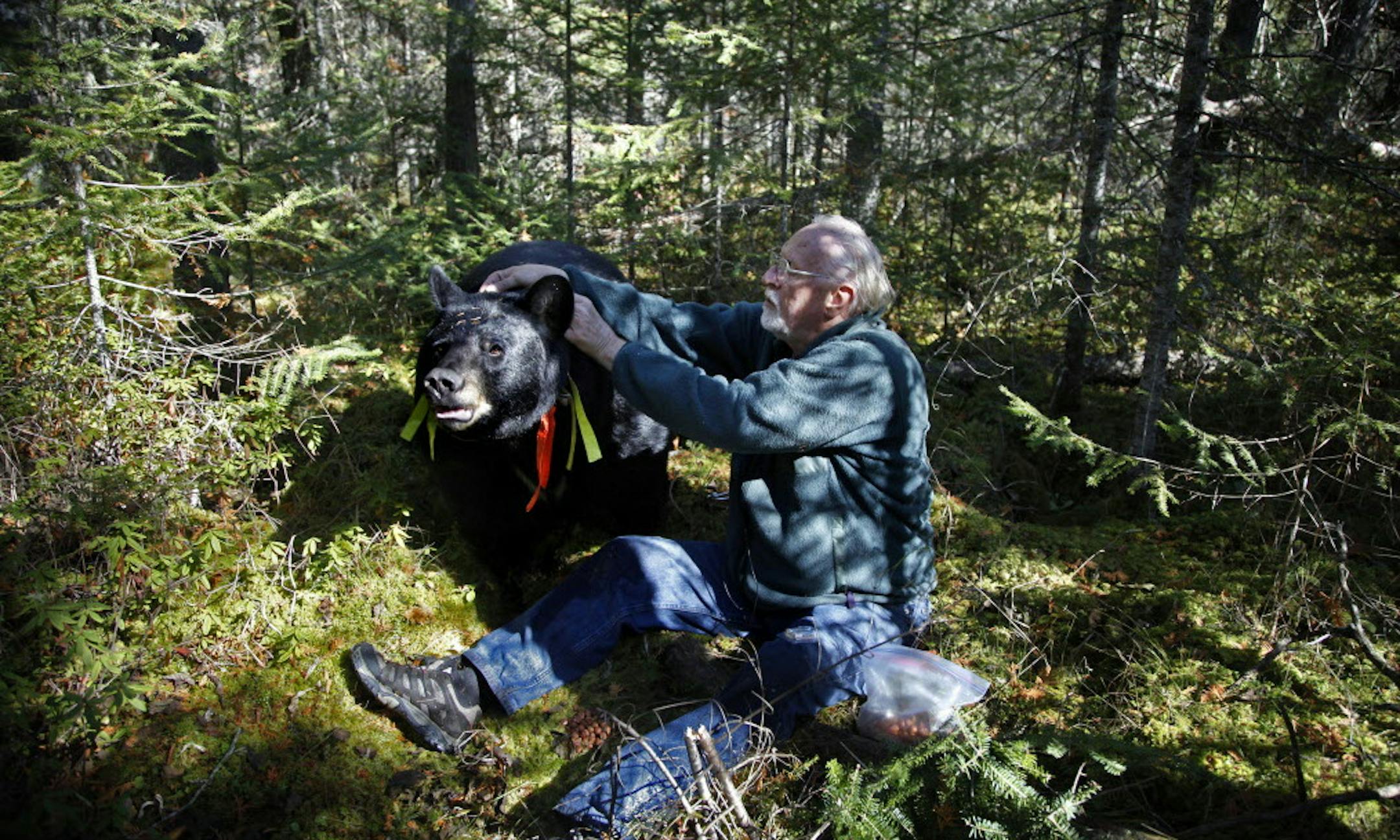 BRIAN PETERSON • brianp@startribune.com ELY, MN - 10/04/2010 ] After a long search through a dense spruce bog, Lynn Rogers, founder and Executive Director of the North American Bear Center in Ely, was able to approach Brave Heart, one of the collared black bears in his study. Brave Heart who weighs 400 pounds allowed Rogers to change the batteries in the bears GPS collar and record it's heart rate without the use of a tranquilizer. ORG XMIT: MIN2013062816514262