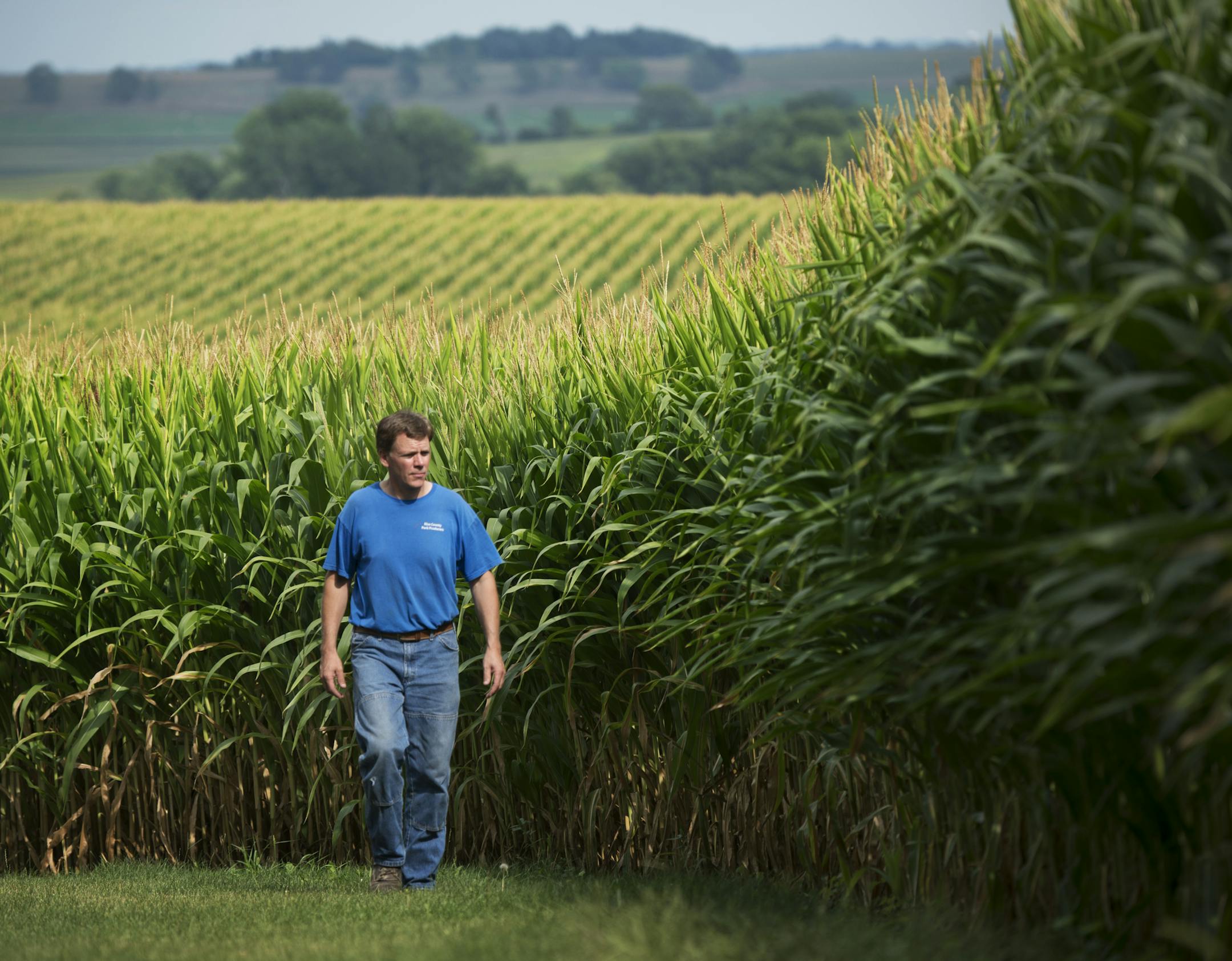 Dave Peterson, a farmer near Northfield, looks over this years corn. ] Dave Peterson is a corn farmer near Northfield. We're looking for display shots of healthy-looking corn for a Sunday business story about how record crops expected this year nationally are driving down corn prices to below break-even levels for Minnesota farmers. 821179 Corn_082414 20035905A (DAVID BREWSTER/STAR TRIBUNE)