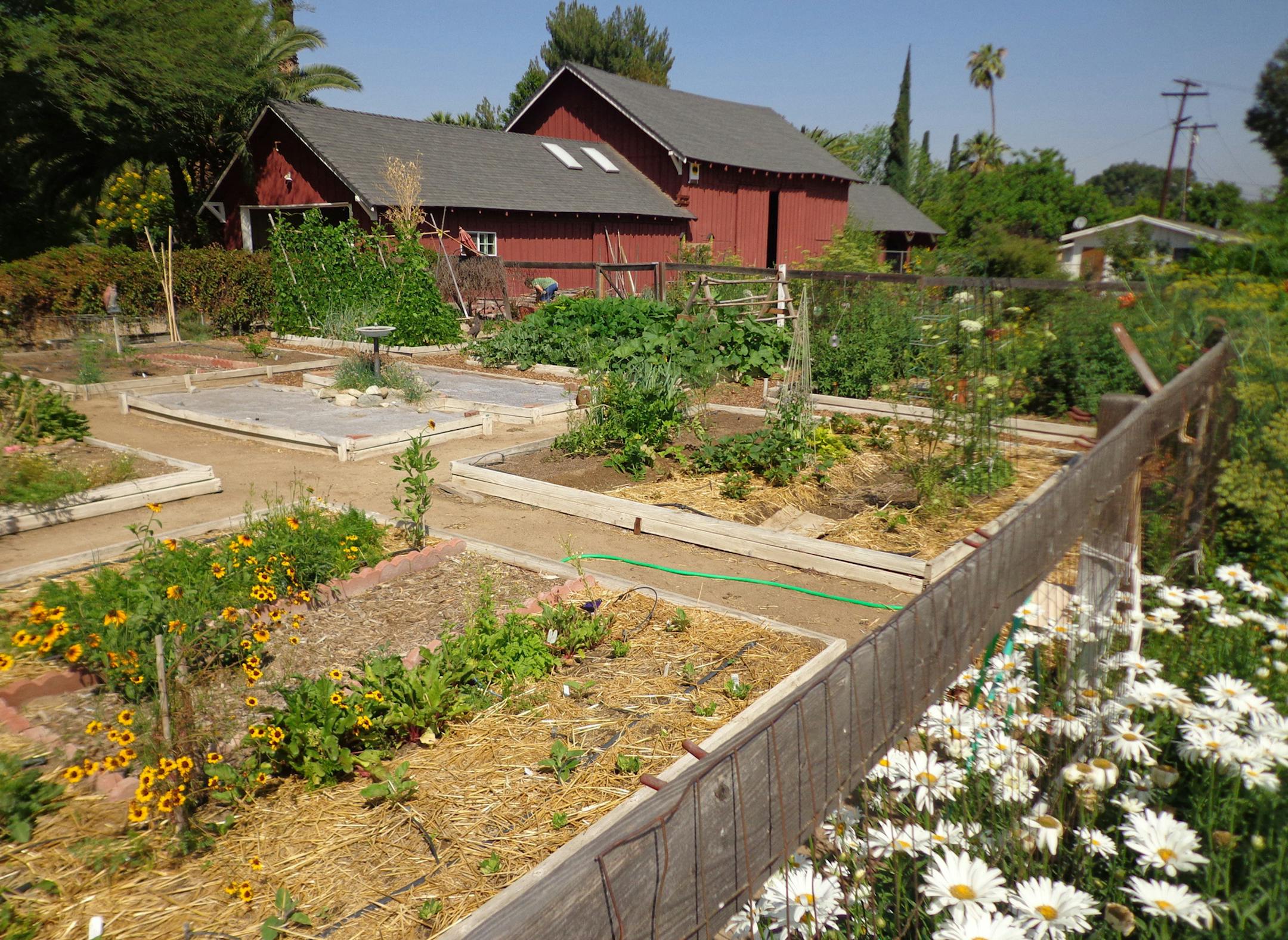 Baled for livestock bedding, straw is widely available and makes a clean safe mulch for vegetable gardens. (Handout/TNS)