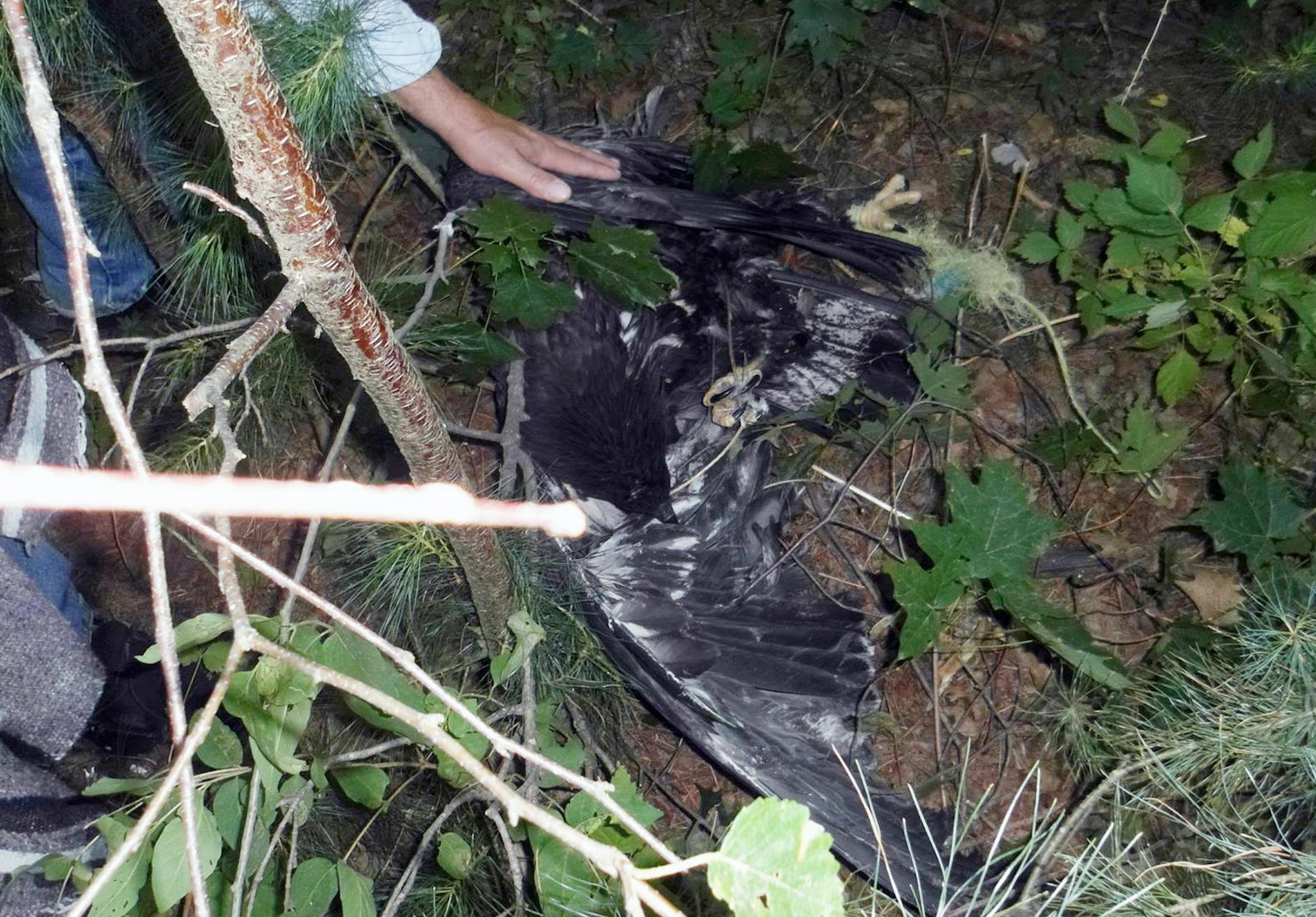 Rescuers prepare to take a wounded eagle to the University of Minnesota Raptor Center for rehab after it was dangling by a rope for days in a tree.