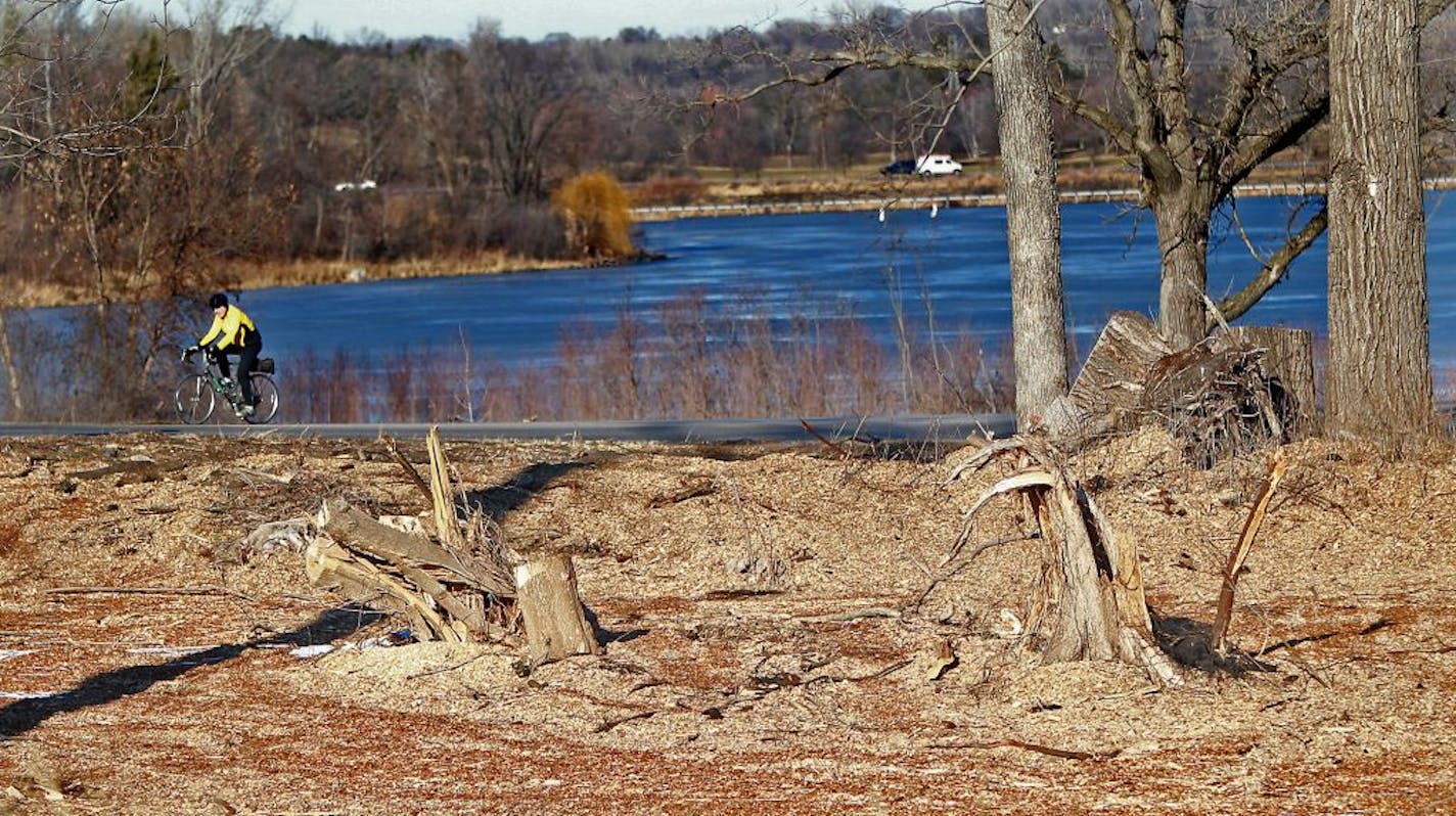 Minneapolis Park crews did an extensive cleanup in Theodore Wirth Park after the May 22 tornado, but some say they destroyed a diverse ecosystem.